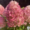 Hydrangea paniculata 'Pink and Rose' - Aedhortensia 'Pink and Rose' C1/1L